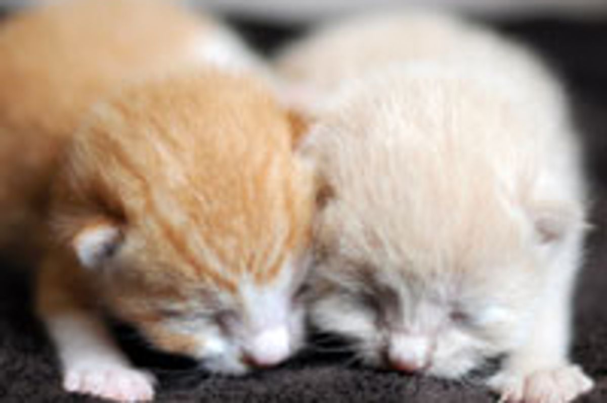 Snuggly Ginger Brothers