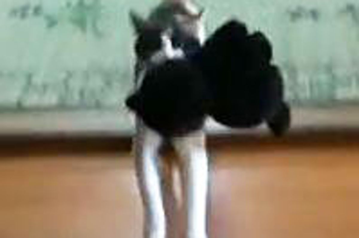 Kitty Fetches Stuffed Animal