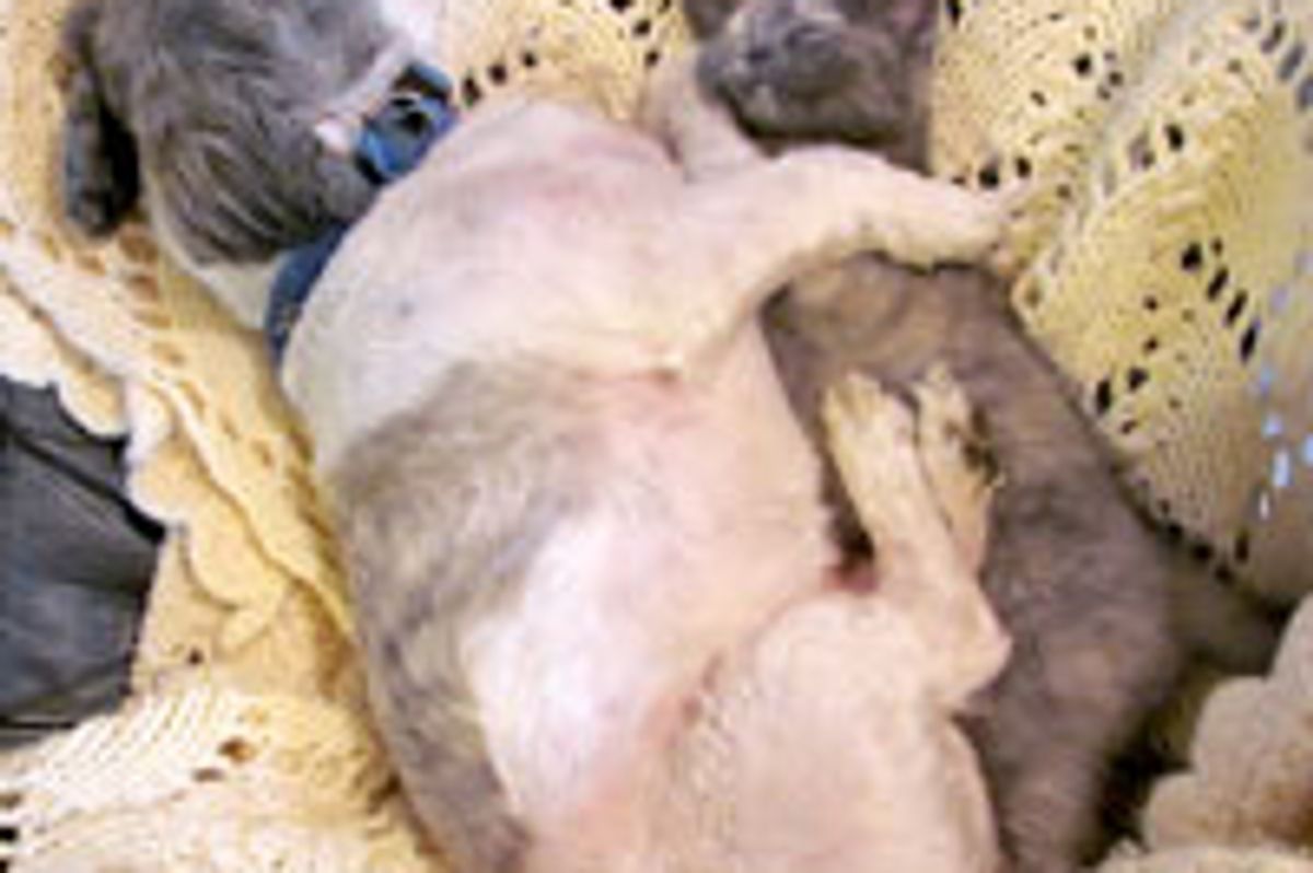 Kitty and Puppy Snuggling