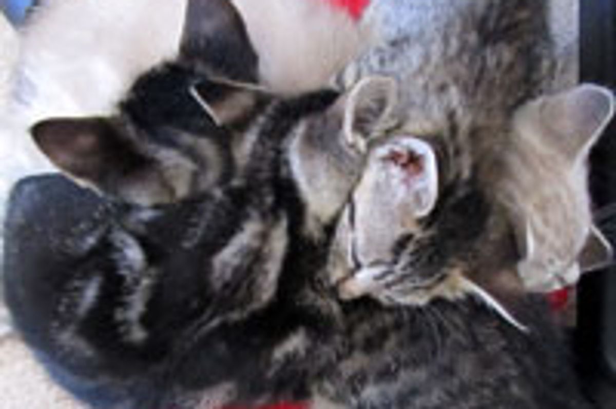 Kitty Slumber Fest