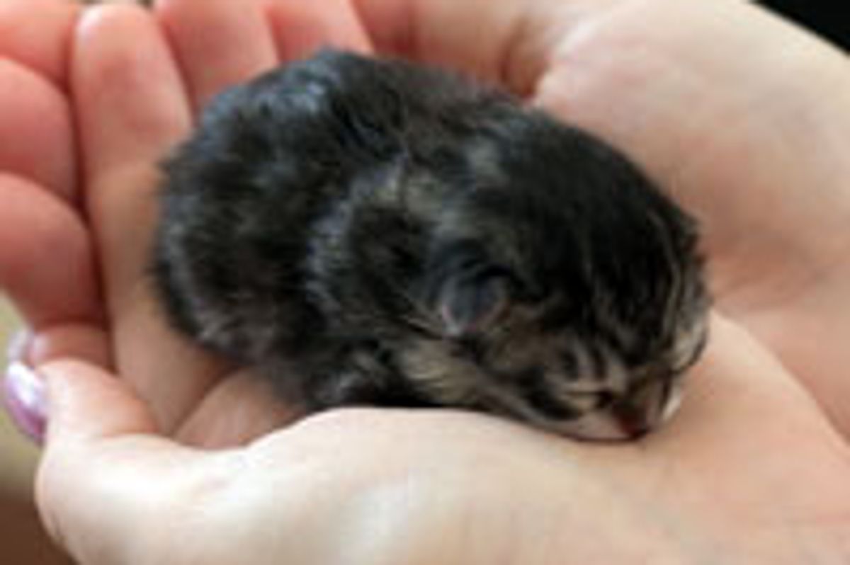 Tiny Bitty Ball of Cute