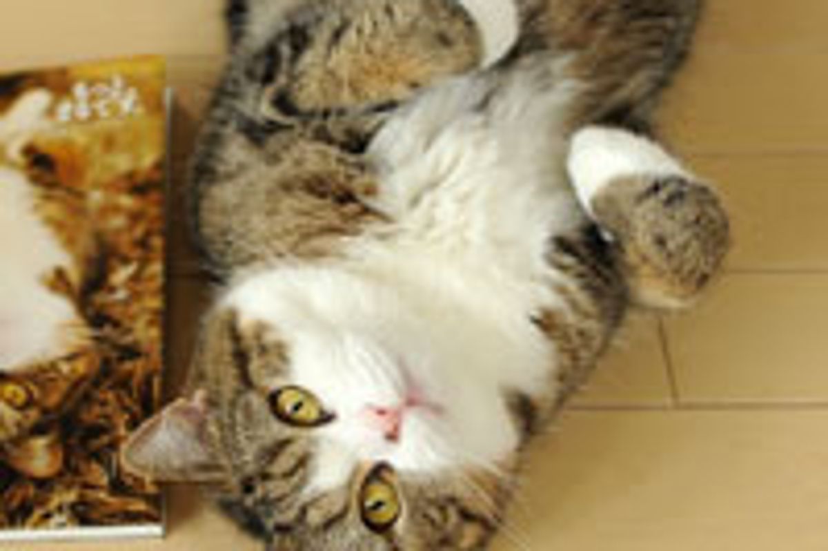 Maru Playing on a Lazy Day