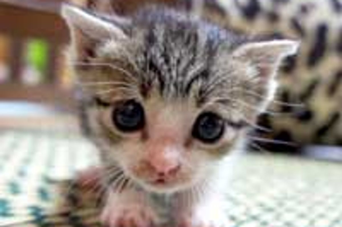 A Little Fuzzball's Second Chance