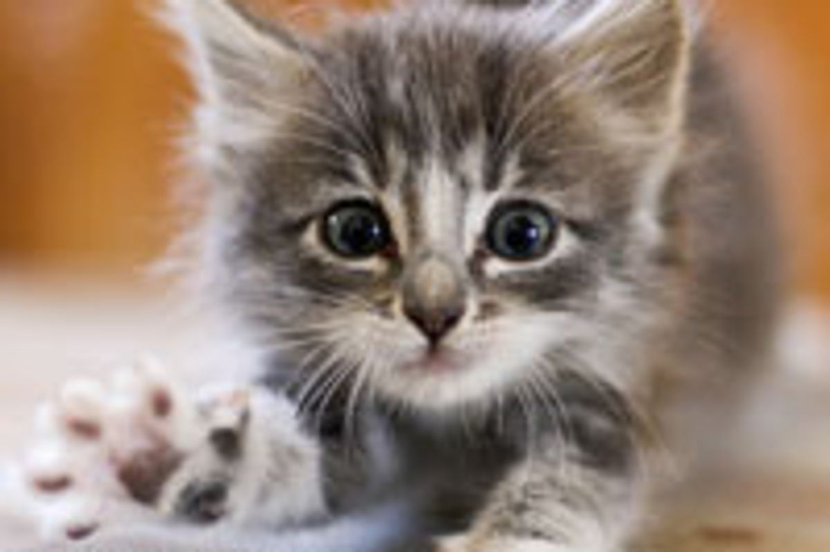 Cute and Fierce Fuzzy Kitty