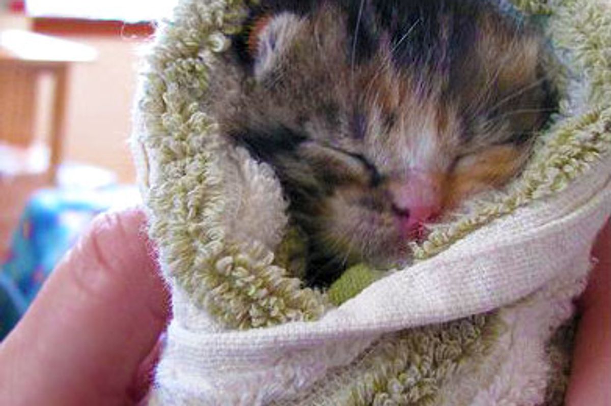 Teeny Tiny Bundle of Cute