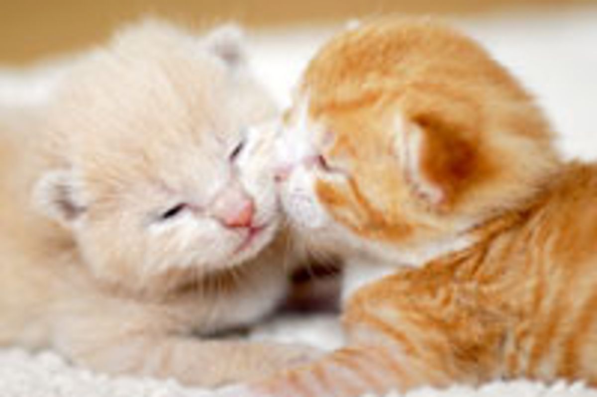 Kitty Kisses Cure Bad Days