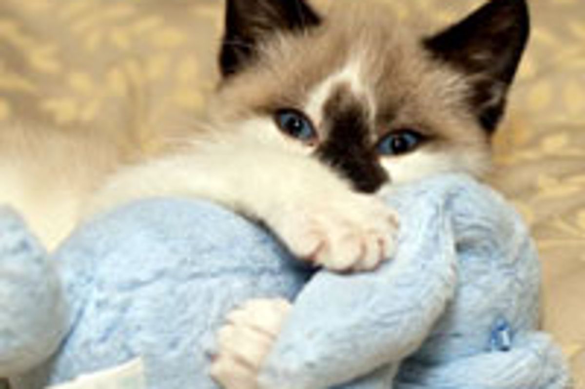 Kitty Gives Bunny Love Attack