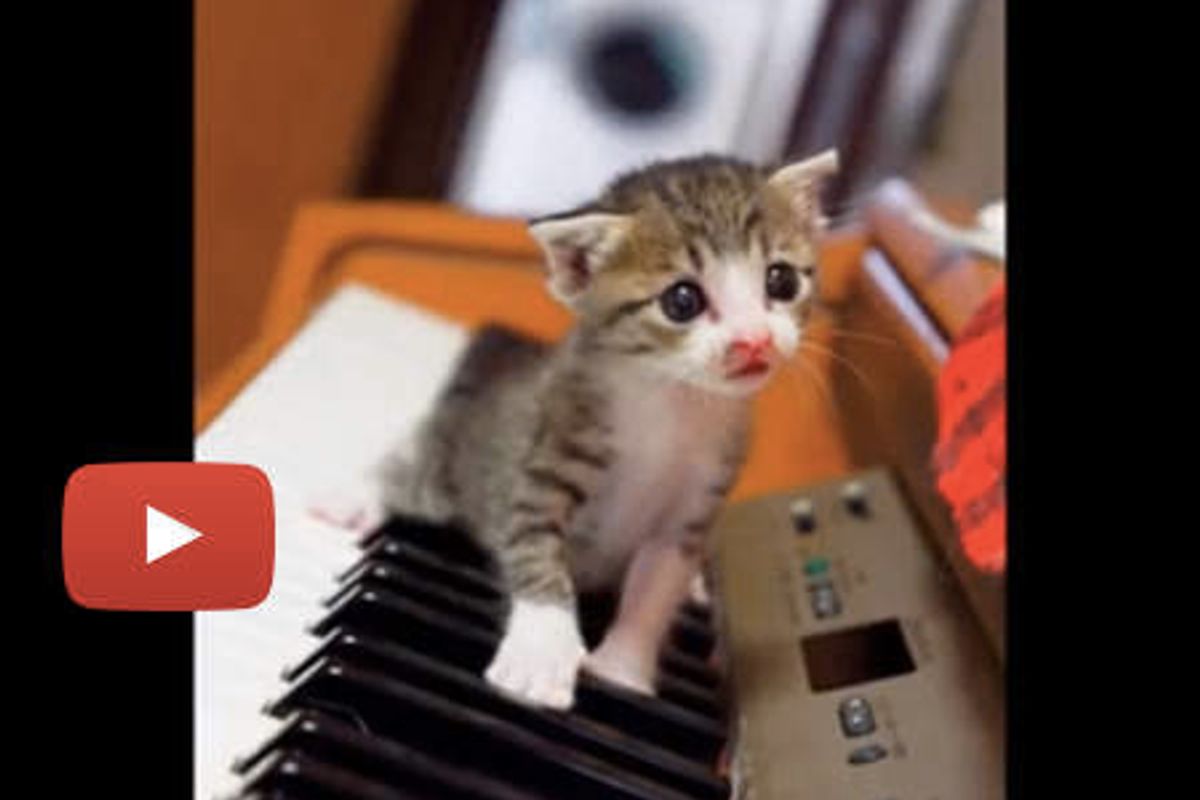 The New Life of a Tiny Kitty