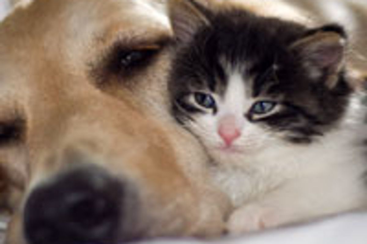 Alexis the Kitty Adopted by Golden Retrievers