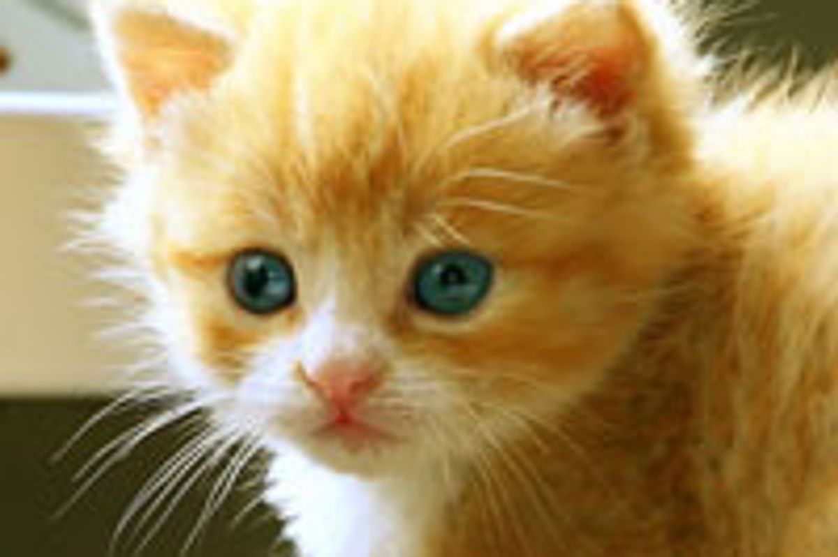 Little Ginger Fighter