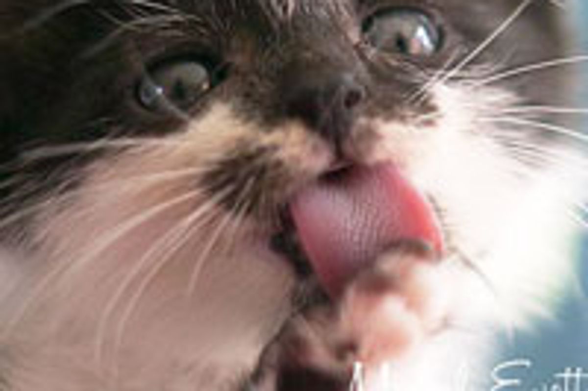 Irresistible Cookie Monster