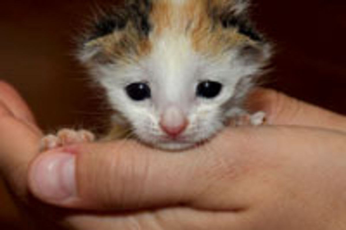 Tiny Calico Found in a Bush
