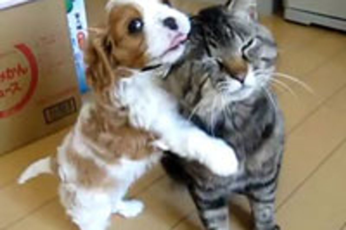 Kitty Puppy Love