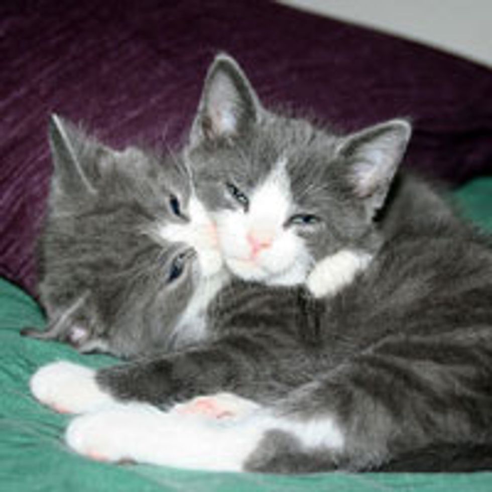 Identical Snuggly Lovebugs