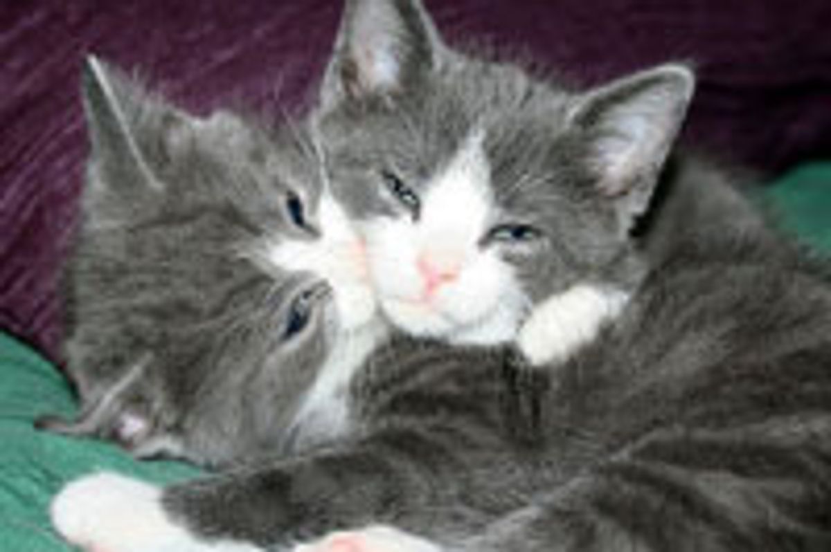 Identical Snuggly Lovebugs