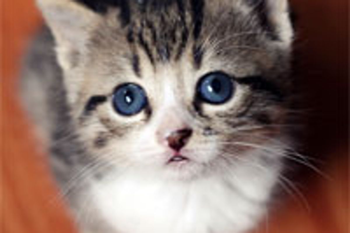 Tiny Tabby with Eyes that Hypnotize