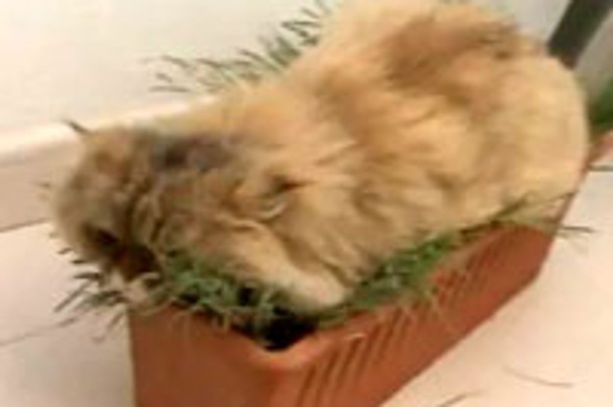 The Grass Cat