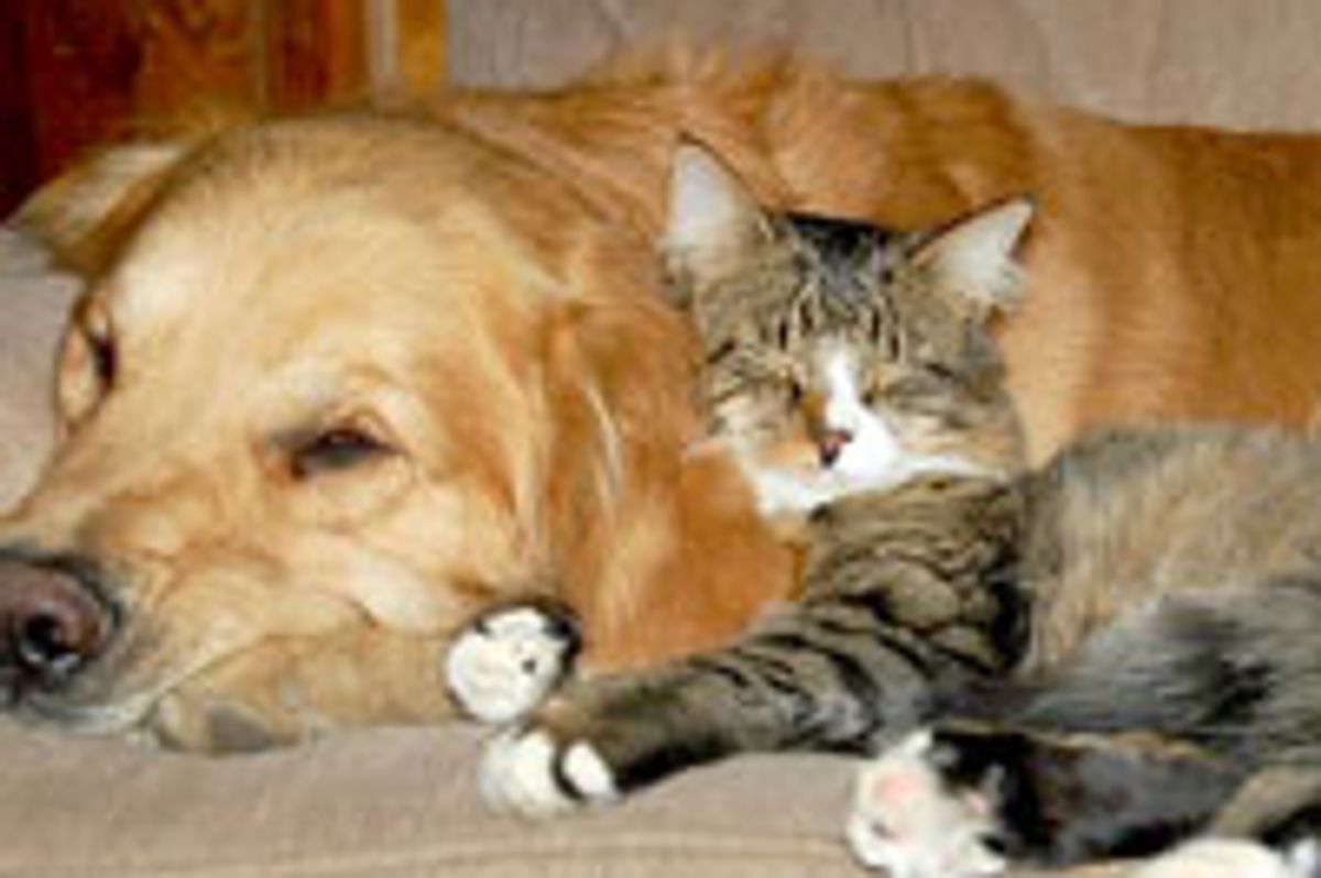 Kitty Rescued by Dog and Became Best Friends