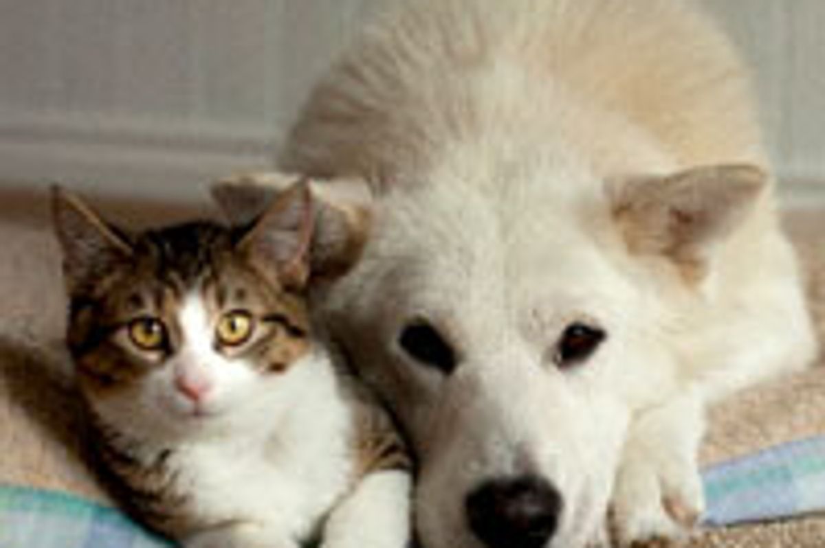Orphan Cat Raised by Rescue Dog, Furry Friends for Life