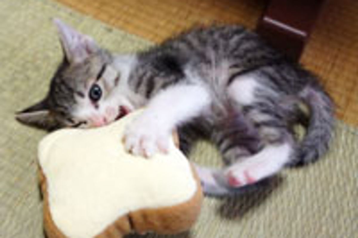 Kitty Wrestling with Bread Toys