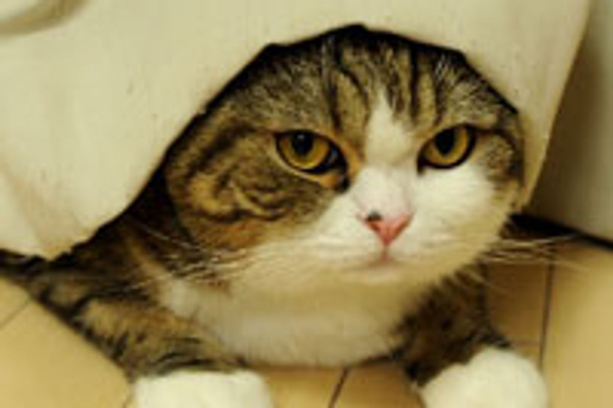Maru Wears a Box