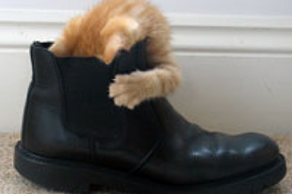 Puss n' Boot