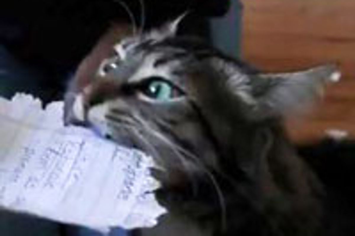 Kitty Shredding Paper