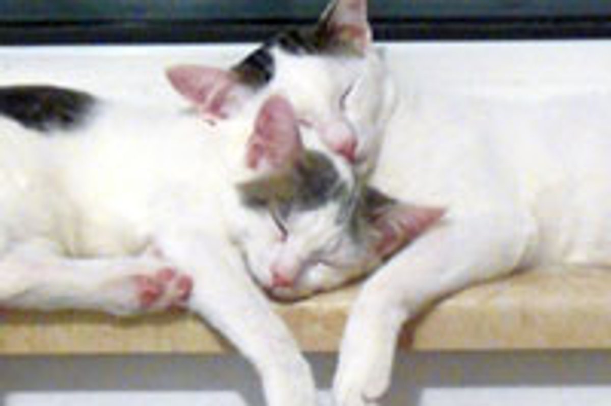 Like Father Like Son