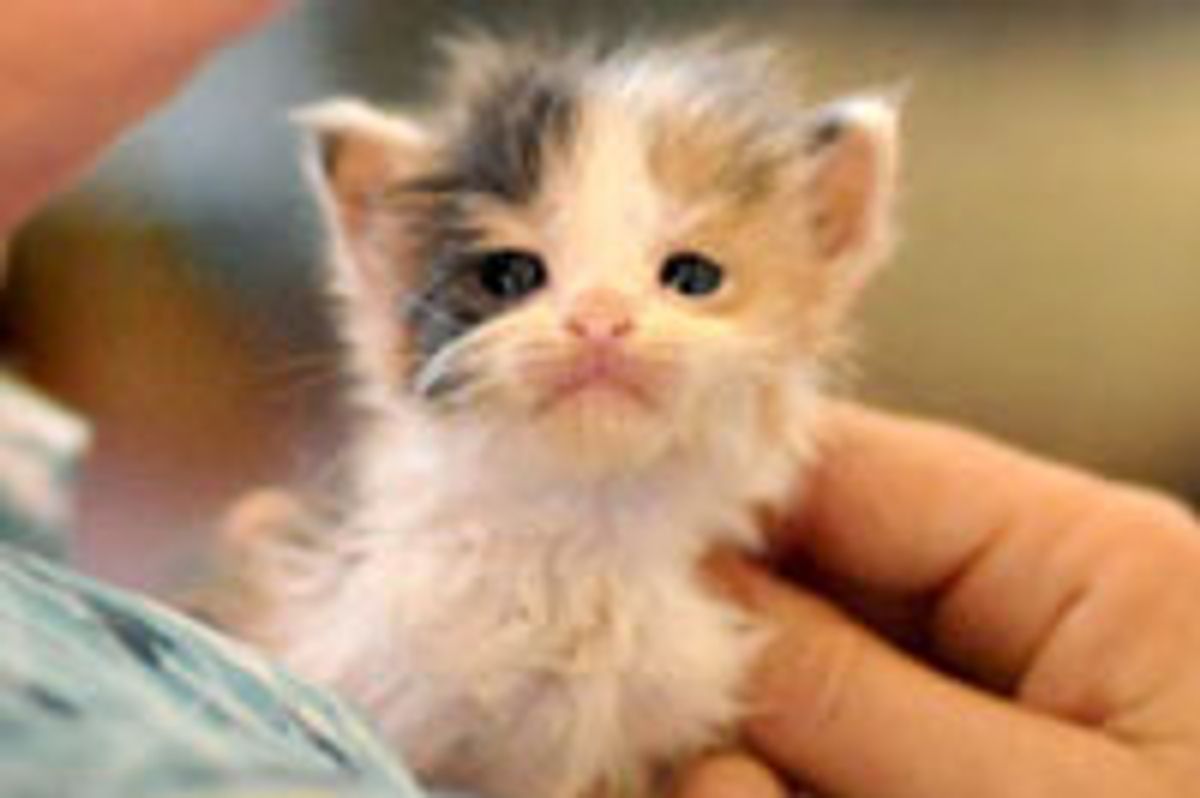 Itty Bitty Face that Melts Hearts!