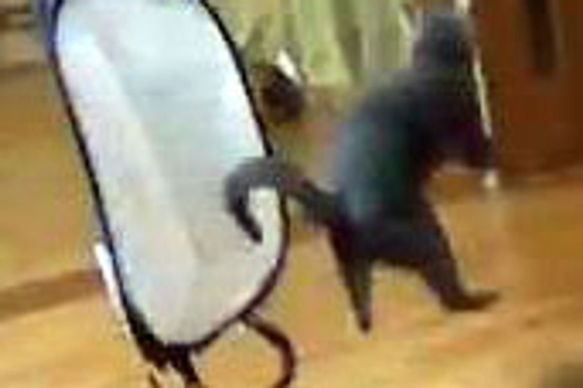 Kitty Discovers Laundry Hamper