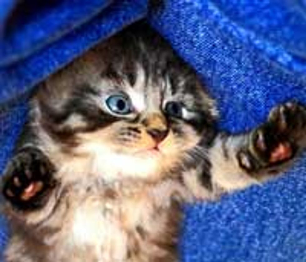 Stray Cat Mama Found Home for Her Family of 8