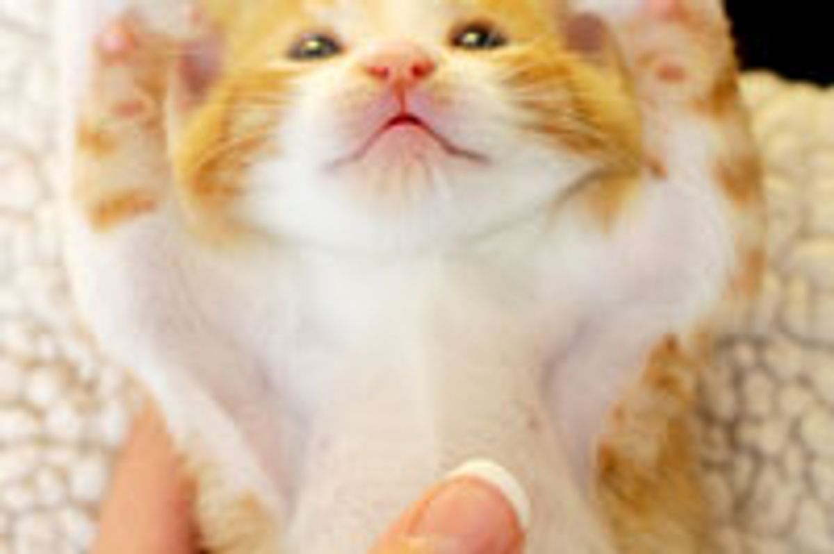 Irresistibly Cute Belleh