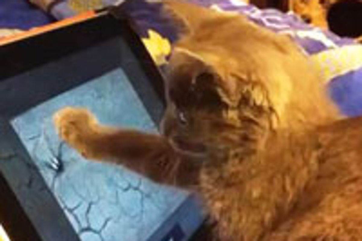 Kitty Catching Spider on iPad