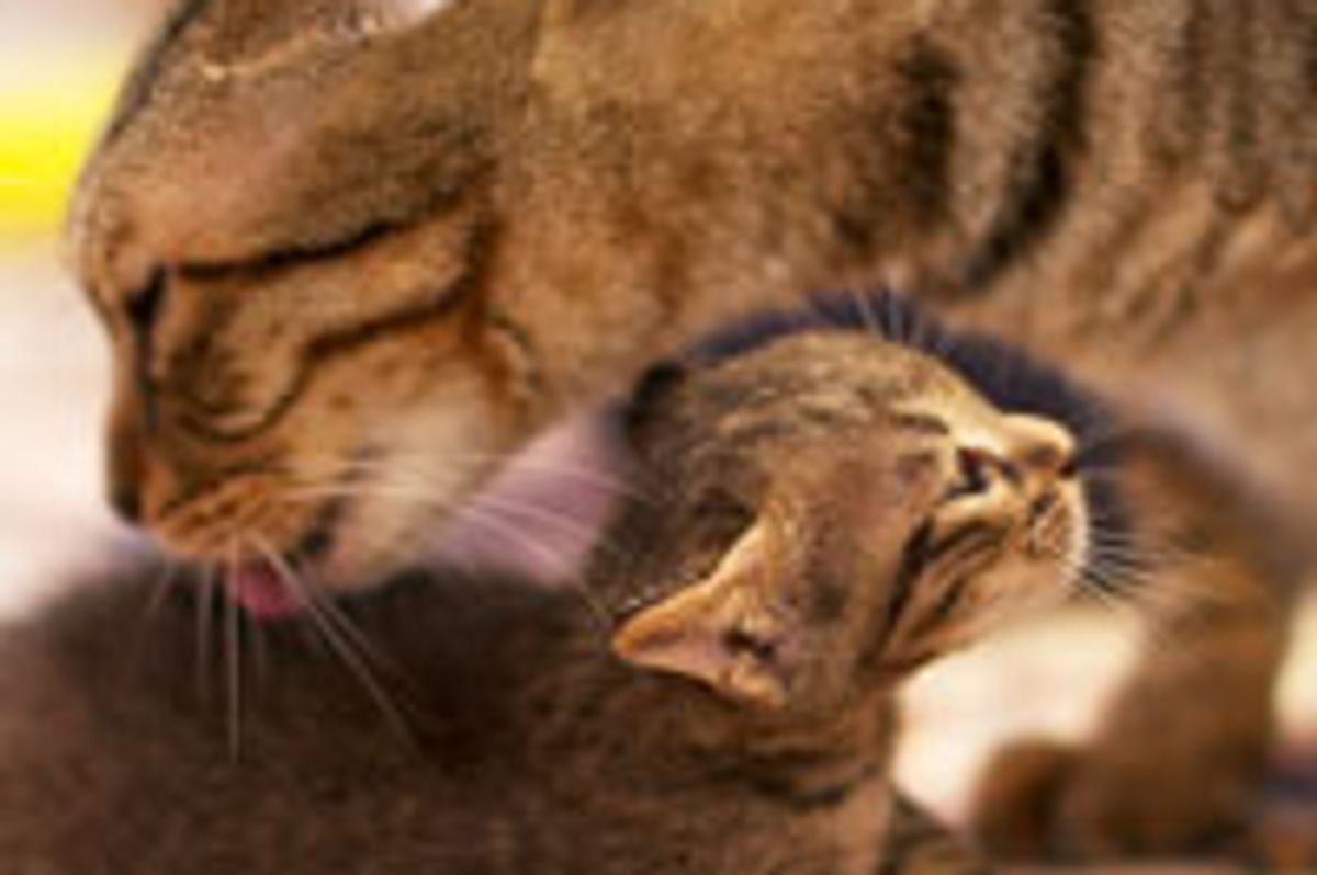 The Pachinko Parlor Tabby