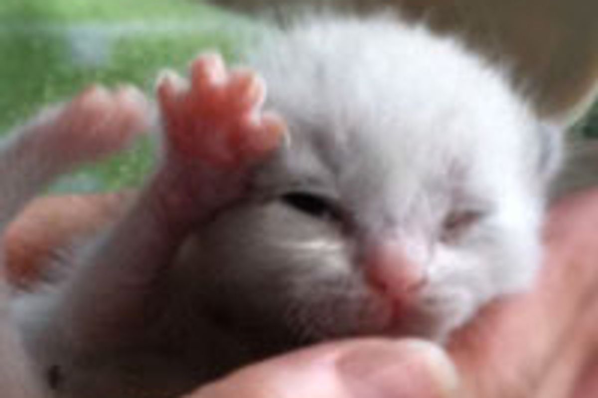 Rozza the Cat Wobbles to Happiness