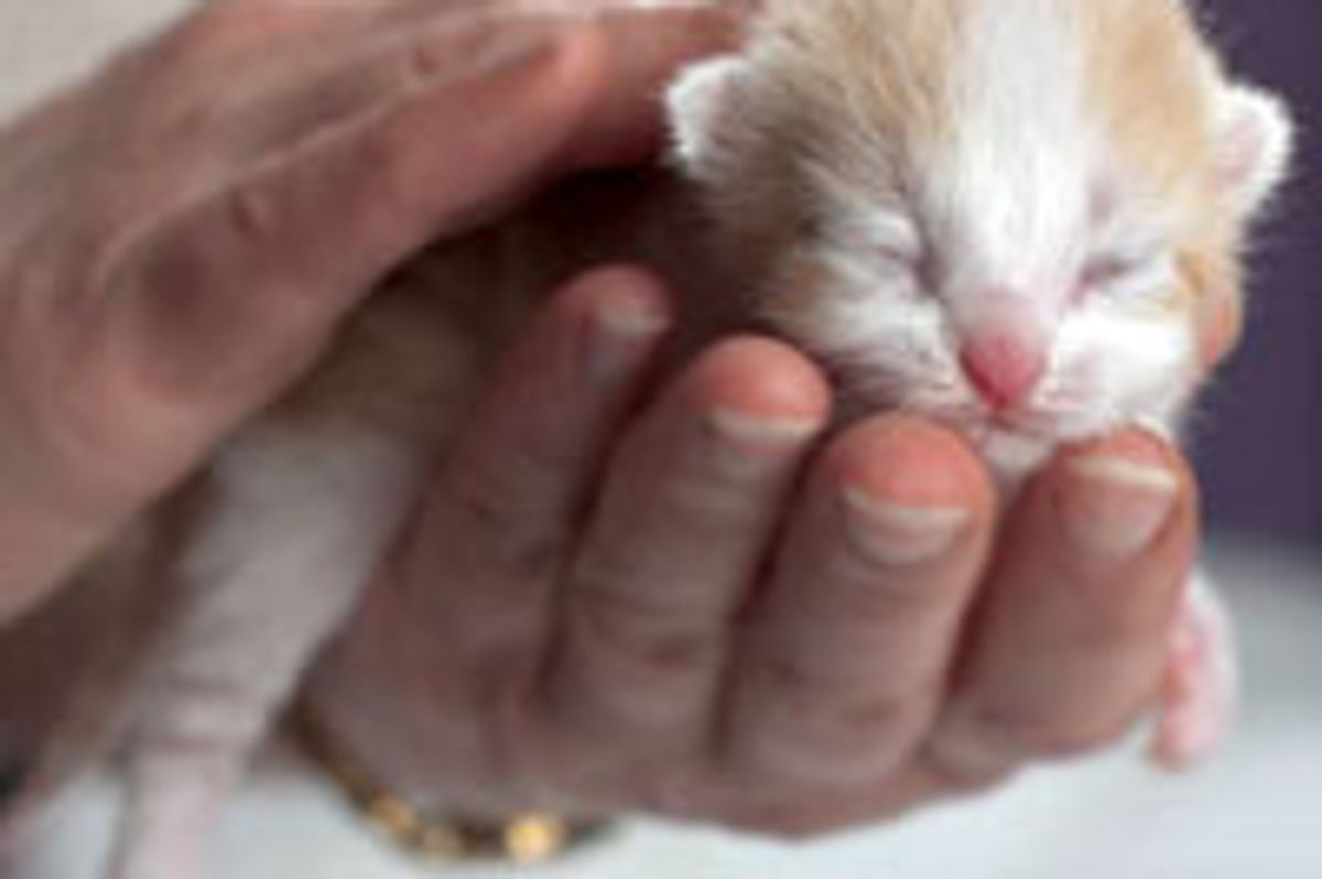 Teeny Sleepy Bundle of Joy