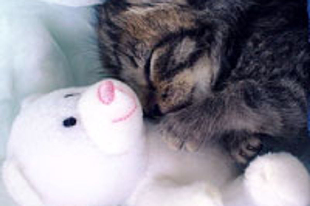 Munchkin and His Security Teddy