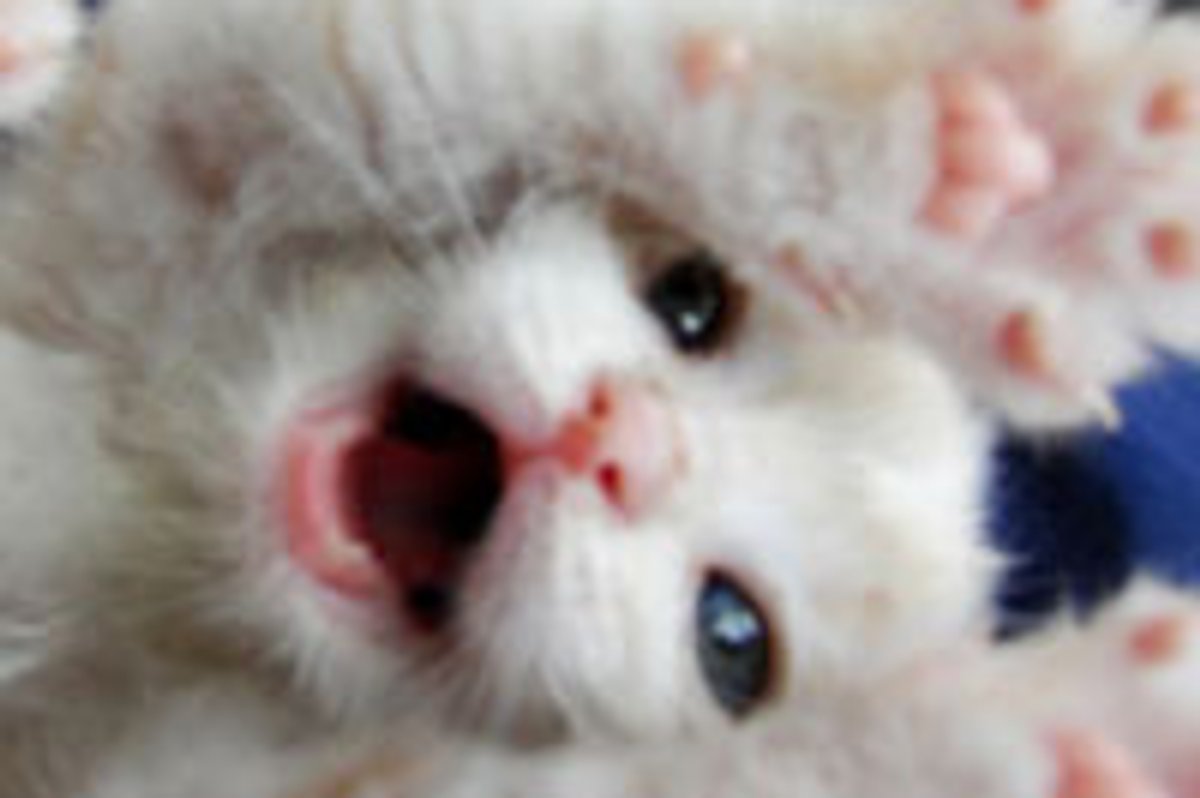 Tiny Cream Kitty Found in a Barn