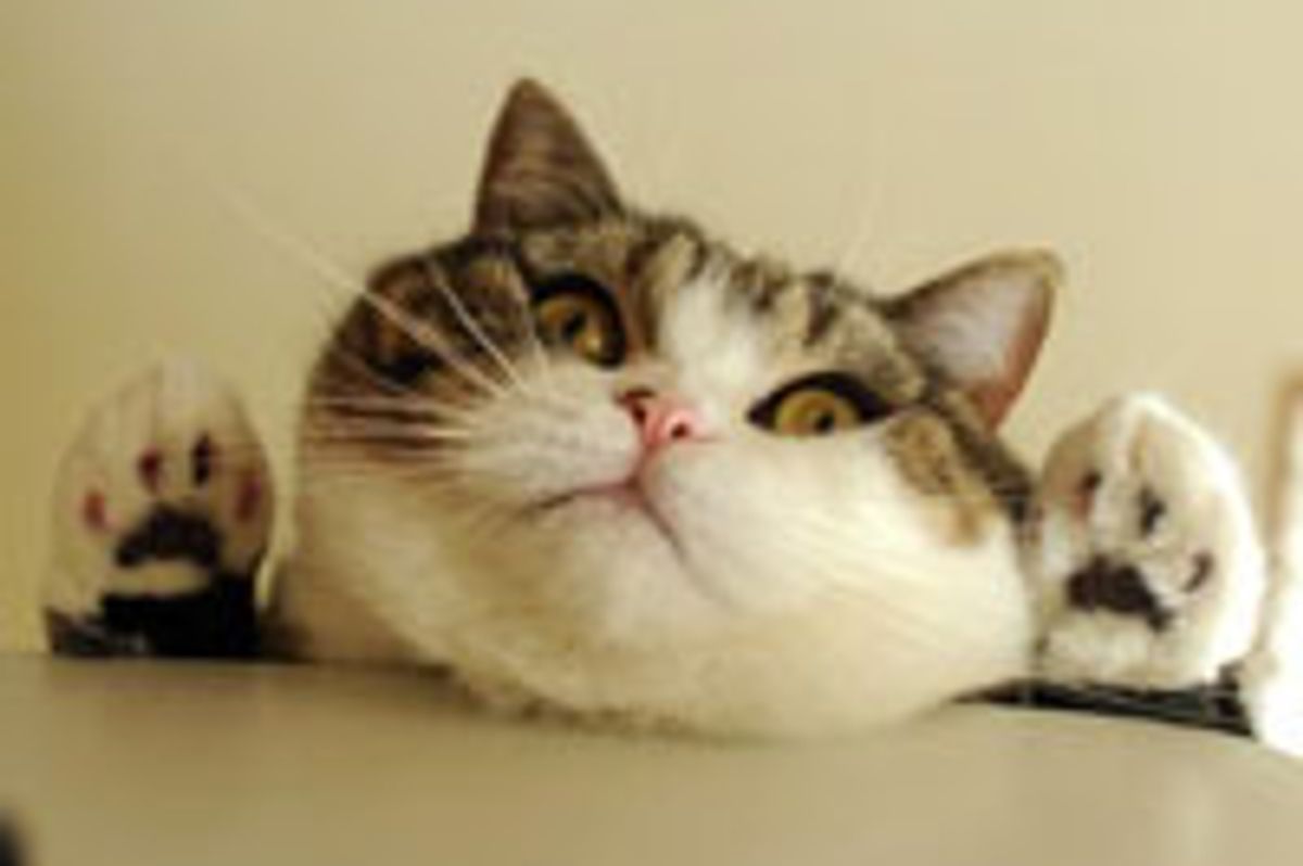 Maru's Love for Bags