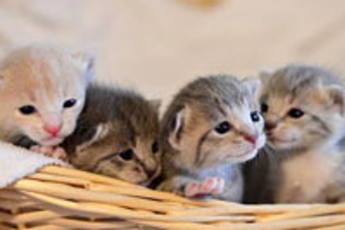 Furry Family of 5 Found Hope and Love