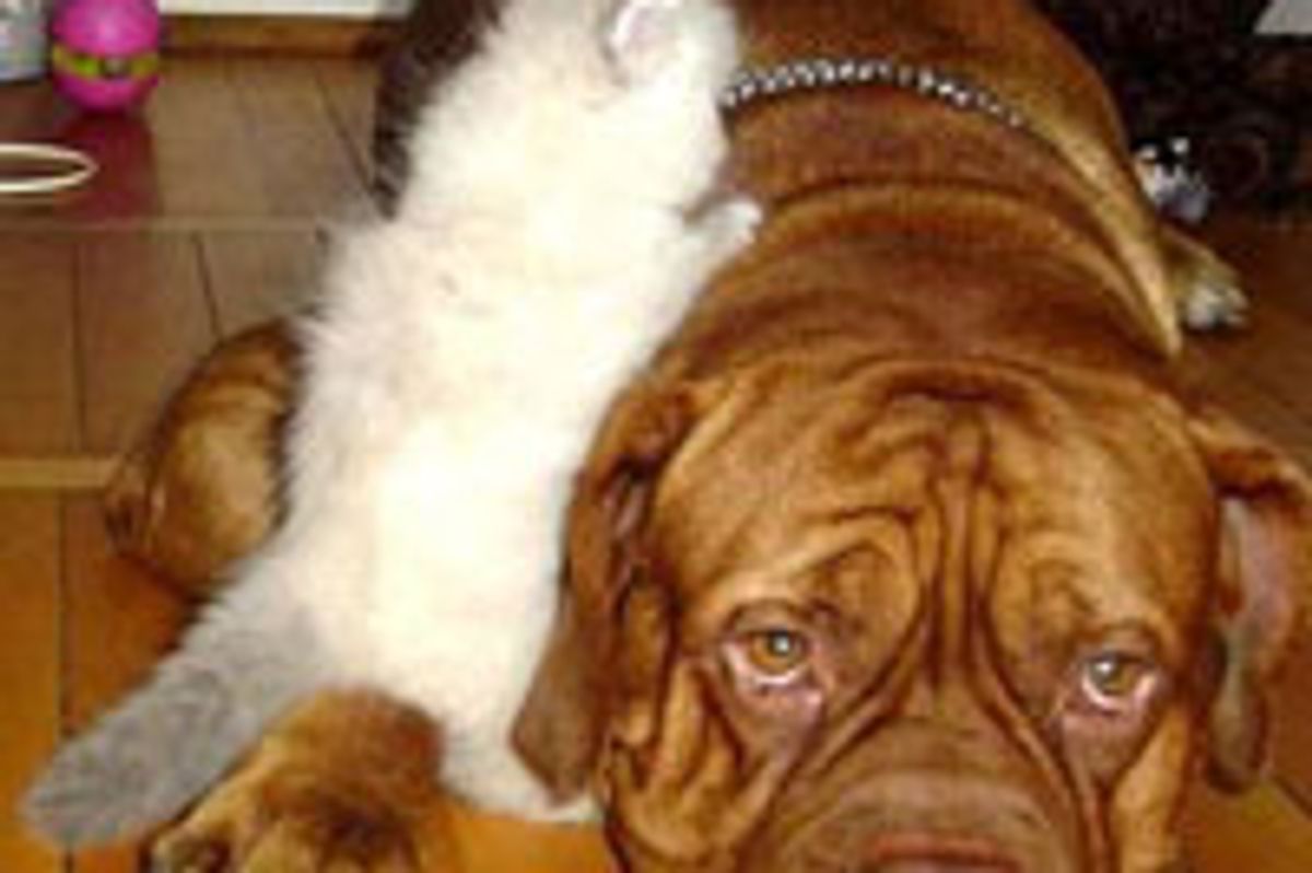 Friendship Begins with a Sniff