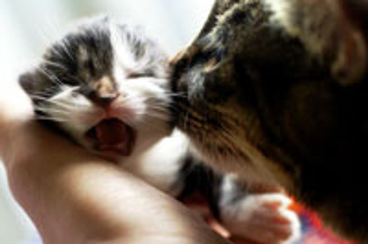 A Kiss is Happiness