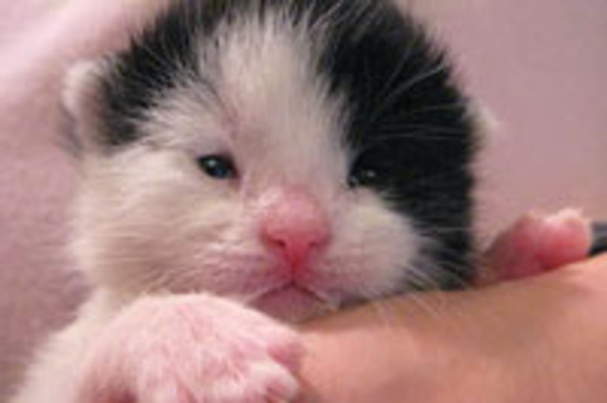 Cow Kitty Getting Radar Ears