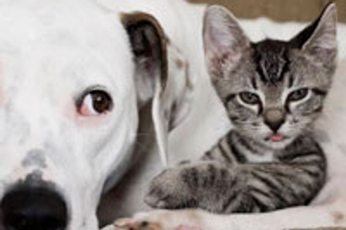 Tiny Tabby Foster Found Mother in Dog