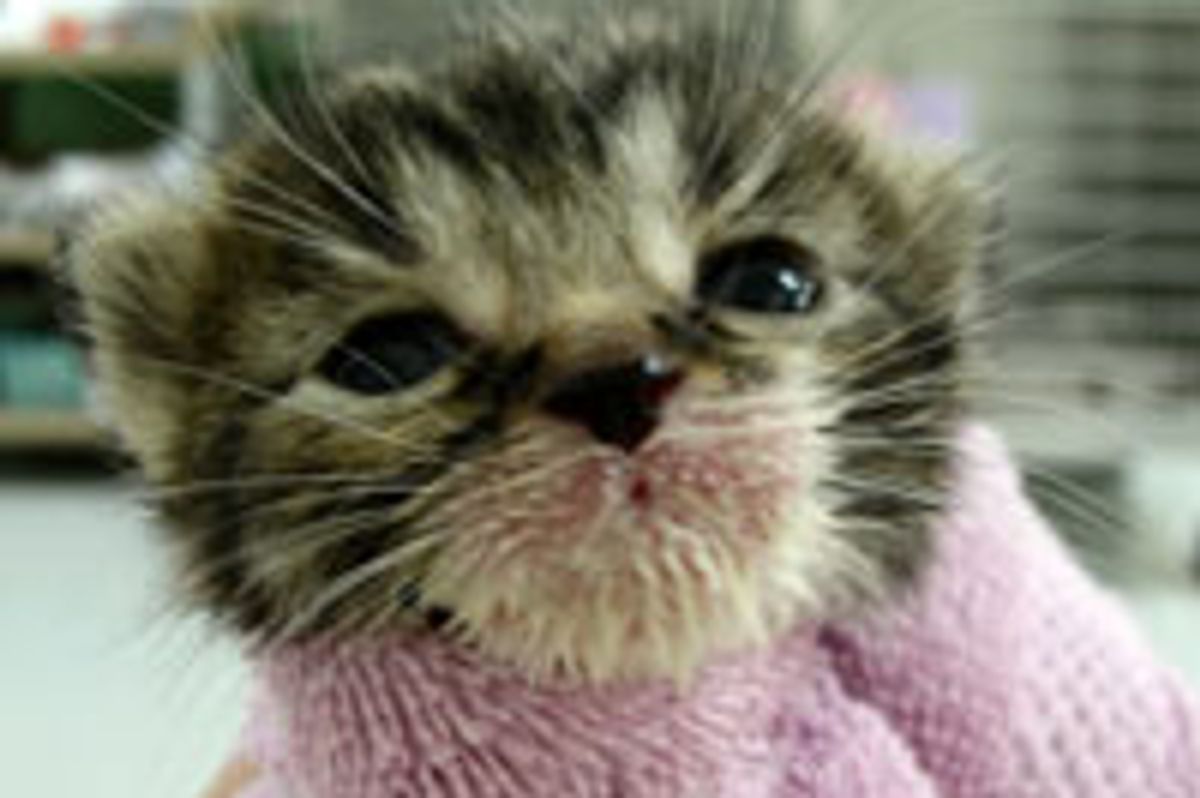 Tiny Bundle of Cute with Milk Mustache