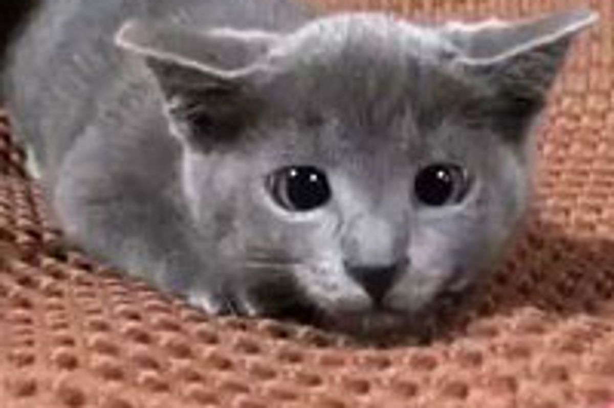 Kitty vs Feather Toy