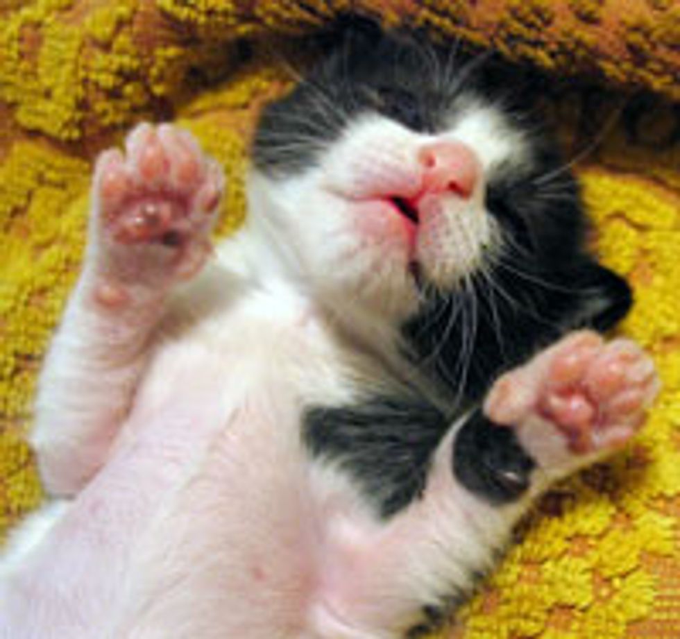 Belly Rubs Purrmission