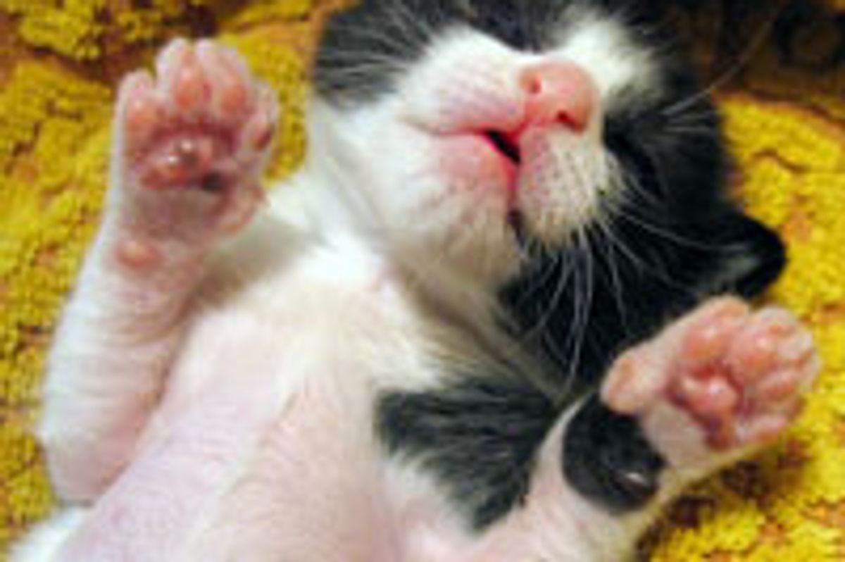 Belly Rubs Purrmission