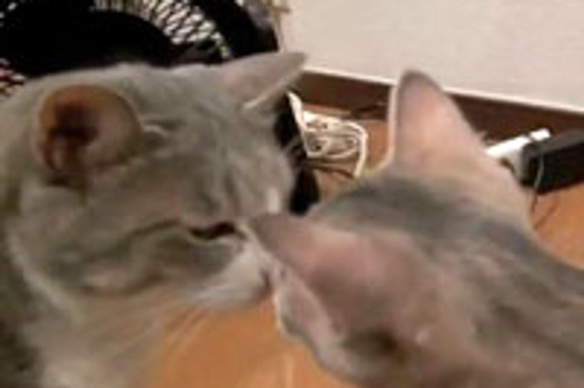 Chase You, Chase Me!