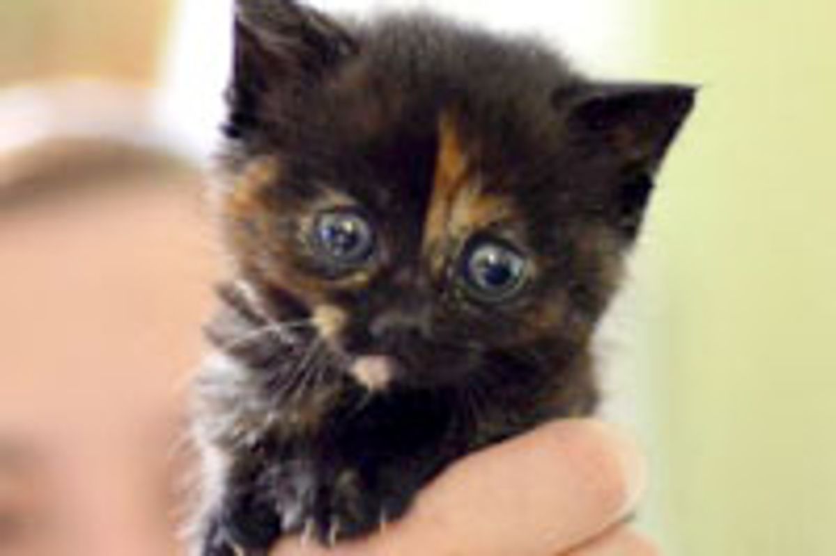 Tiny Bitty Tortie with Irresistible Big Blues